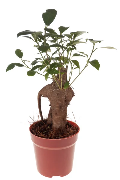 Bonsai Ficus Tree — Stock Photo, Image
