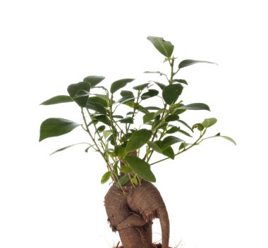 Bonsai ficus ağacı