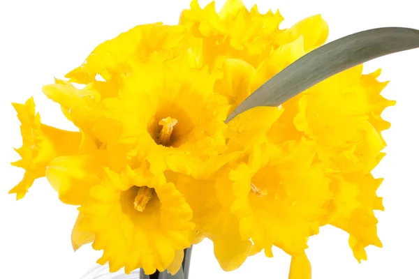 Gele daffodisl — Stockfoto