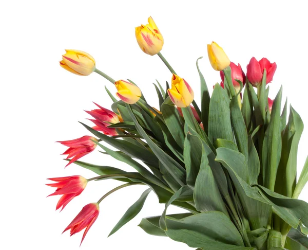 Букет свежих тюльпанов — стоковое фото