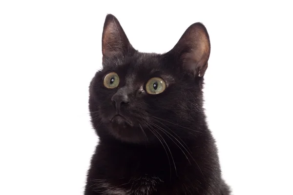 黑猫肖像 — 图库照片