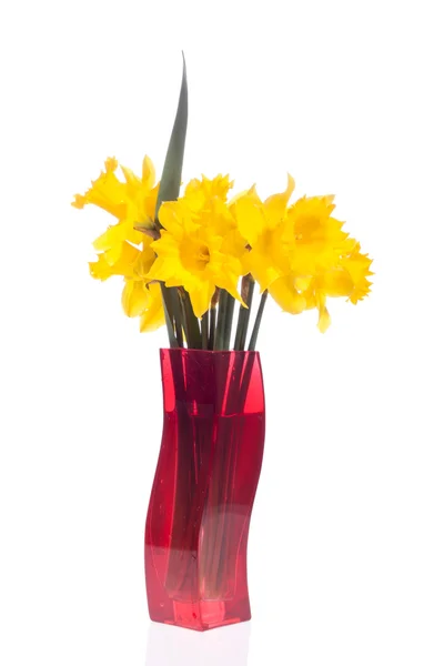 Daffodils amarelos — Fotografia de Stock