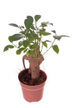 Bonsai ficus ağacı