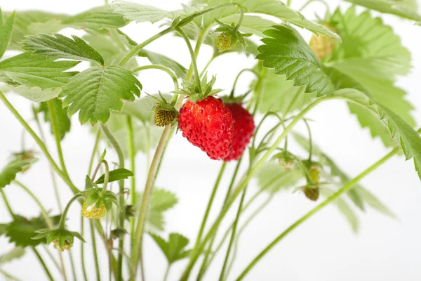 Wild strawberry berries — Stock Photo, Image