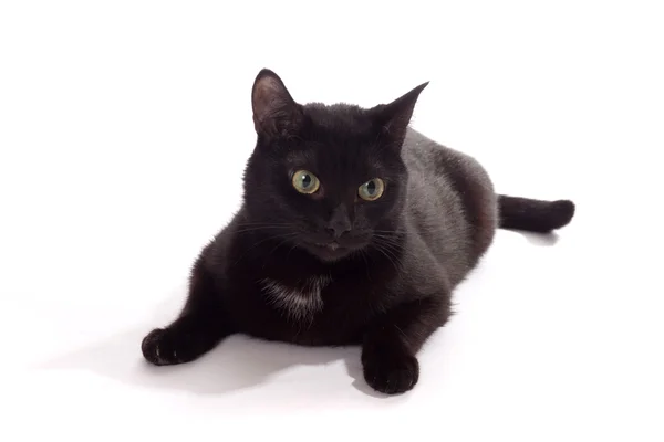 Fekete macska-portré — Stock Fotó
