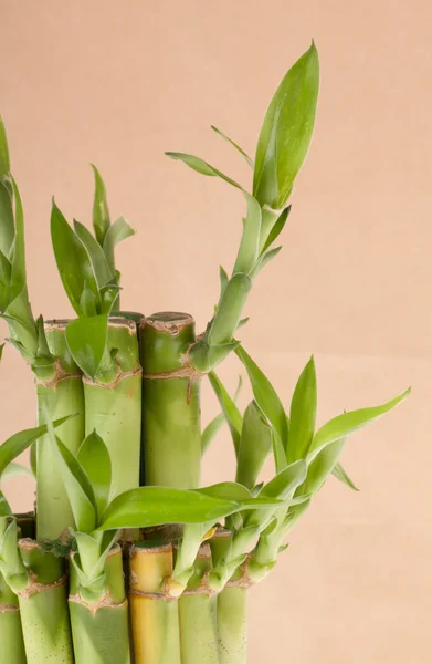 Šťastný bambus rostlin — Stock fotografie
