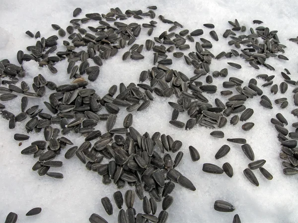 Black sunflower seeds heap on snow, winter — Stock Photo, Image
