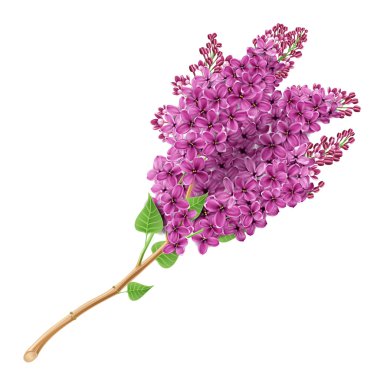 Blooming lilacs clipart