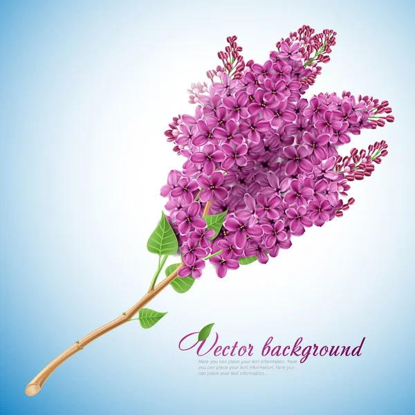 Blooming lilacs — Stock Vector