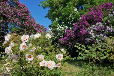 Bloom bahar bahçe