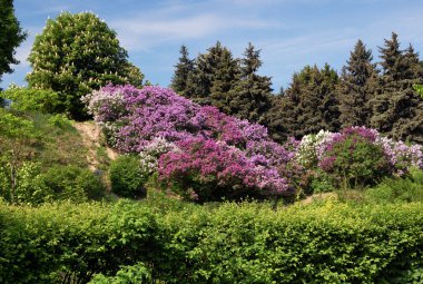 Bloom bahar bahçe