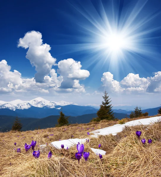 Paisagem de primavera com o céu nublado e Flor — Fotografia de Stock