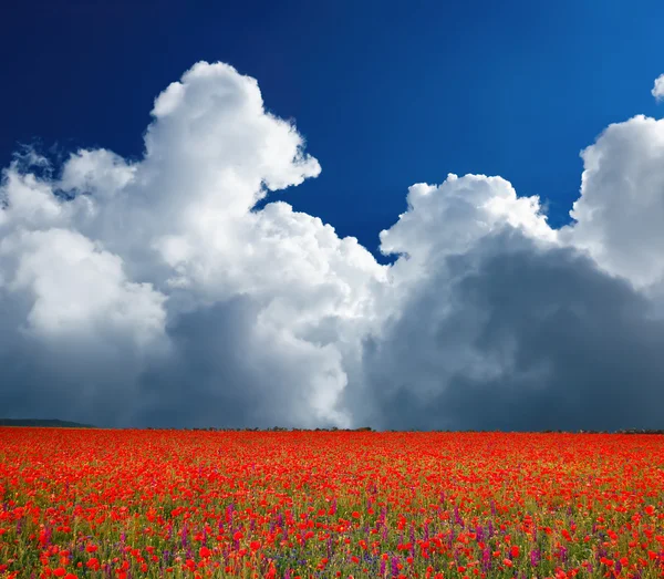 Field of flowering poppies — Stock Photo, Image