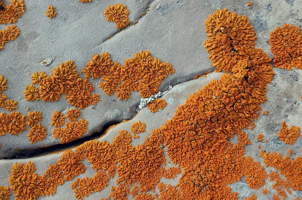 Lichen en una roca —  Fotos de Stock