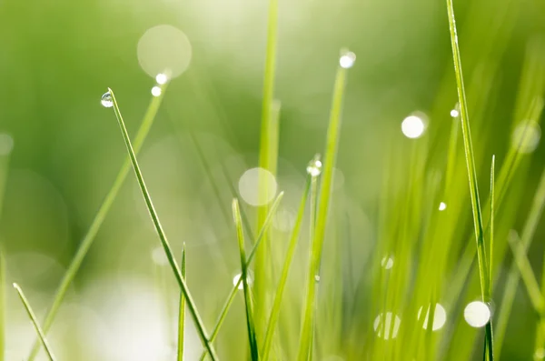 Background with grass — Stock Photo, Image