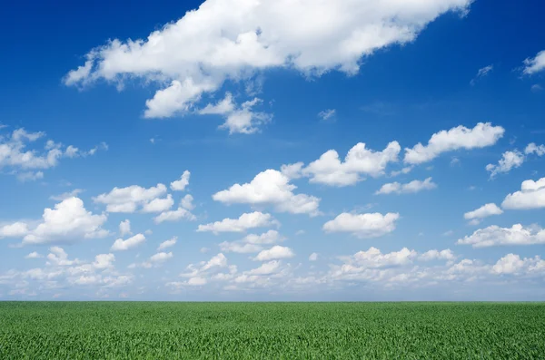 Zelené pole a oblačná obloha — Stock fotografie
