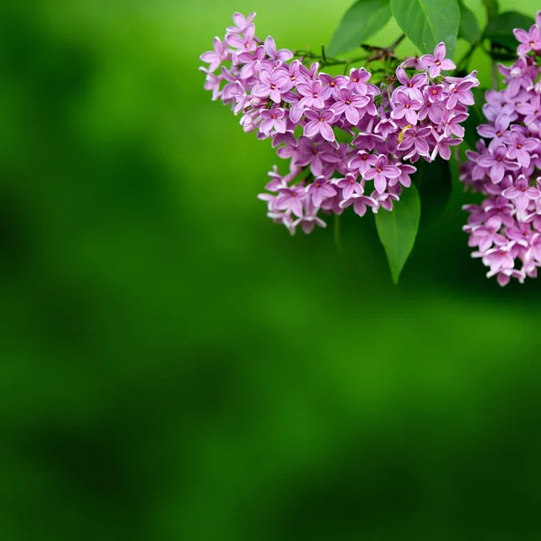 Pink flowers on a green background — Stock Photo, Image