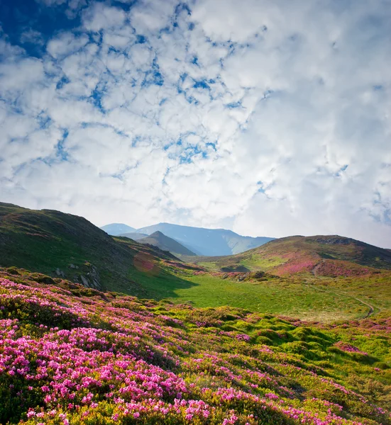 Spring landscape with the cloudy sky and Flower — Stock Photo, Image