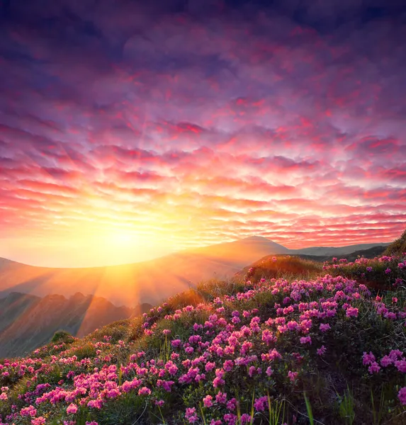 Bulutlu gökyüzü ve çiçek, Bahar yatay — Stok fotoğraf