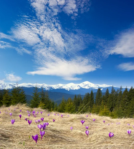 Tavaszi táj a felhős ég és virág — Stock Fotó