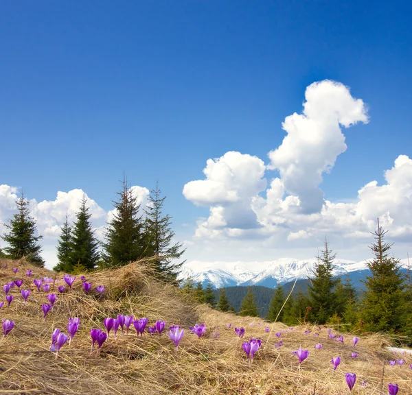 Vårlandskap med skyet himmel og blomst – stockfoto