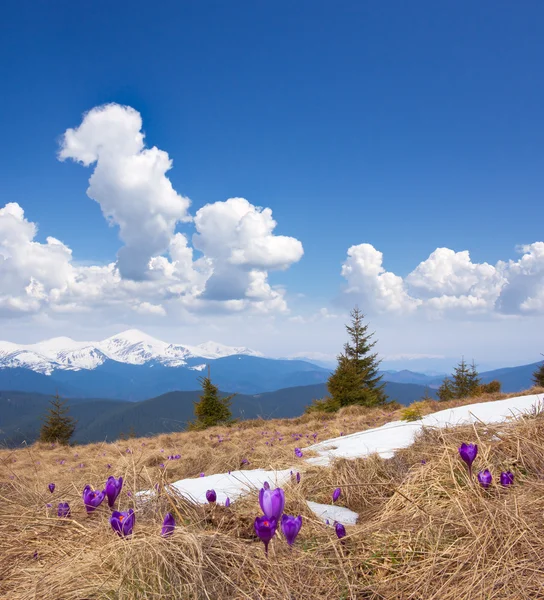 春天景观与多云的天空和花 — 图库照片