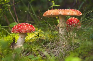 Kırmızı amanita ormanda