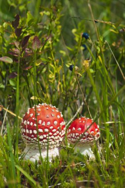 Kırmızı amanita ormanda