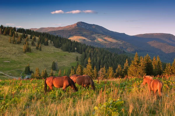 Paesaggio estivo con cavalli — Foto Stock