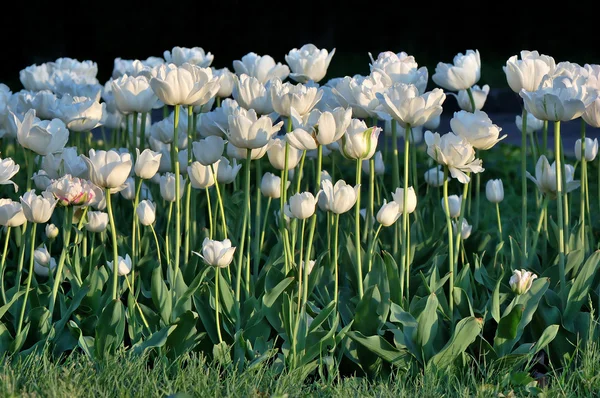 Tulipanes blancos —  Fotos de Stock