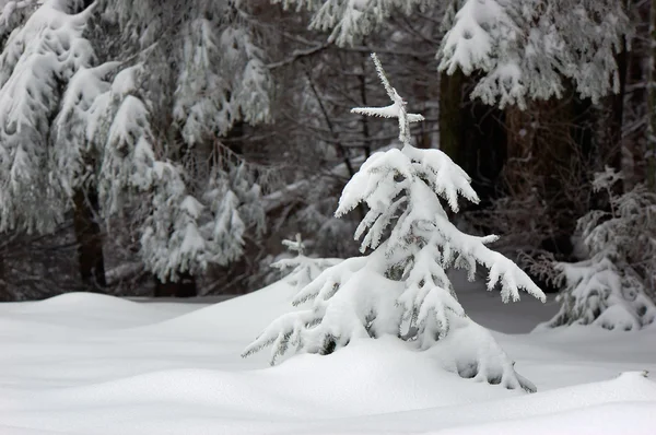Kış arkaplanı — Stok fotoğraf