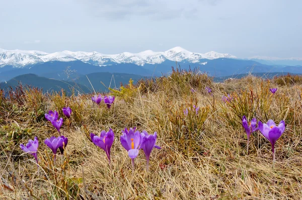 Paisagem de primavera com o céu nublado e Flor — Fotografia de Stock