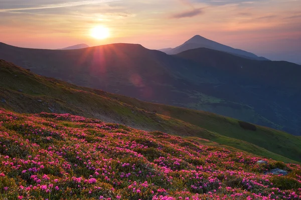 Letní krajina v horách se sluncem. — Stock fotografie