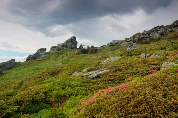Våren landskap med mulen himmel och blomma — Stockfoto