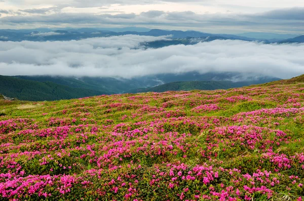 Frühlingslandschaft mit wolkenverhangenem Himmel und Blumen — Stockfoto