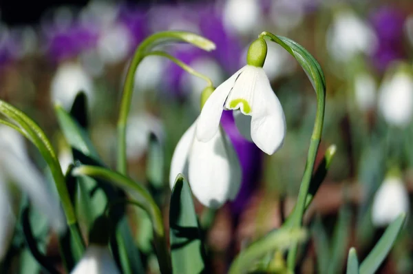 Blossoming crocuses and snowdrops — Stock Photo, Image