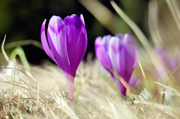 Blossoming crocuses and snowdrops — Stock Photo, Image