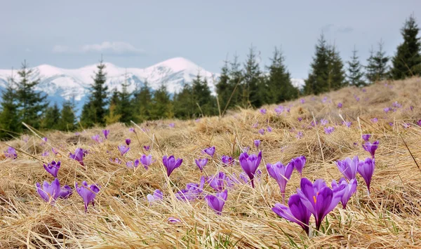 흐린 하늘과 꽃으로 봄 풍경 — 스톡 사진
