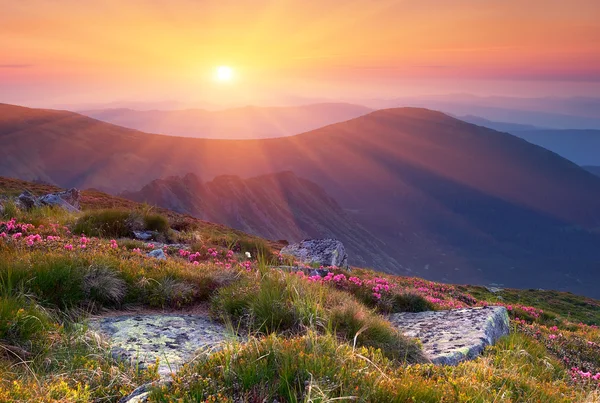 Paisaje de verano en las montañas con el sol. — Foto de Stock