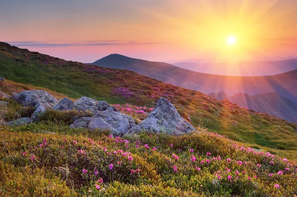 Summer landscape in mountains with the sun. — Stock Photo, Image