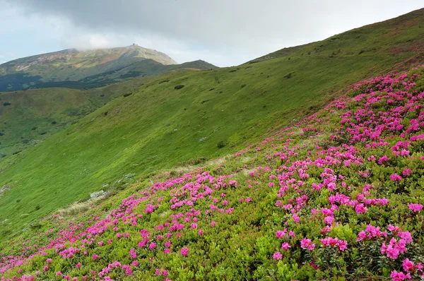 Våren landskap med mulen himmel och blomma — Stockfoto