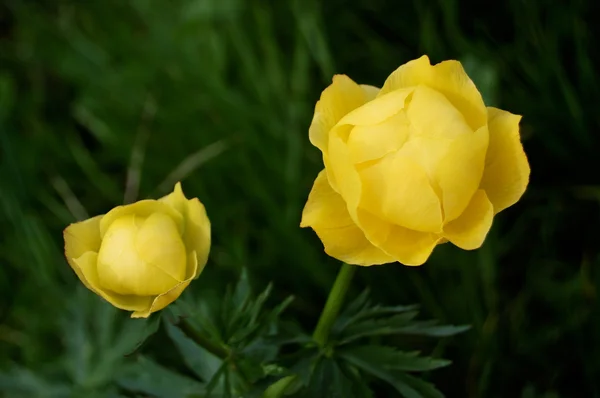 stock image Yellow flowers