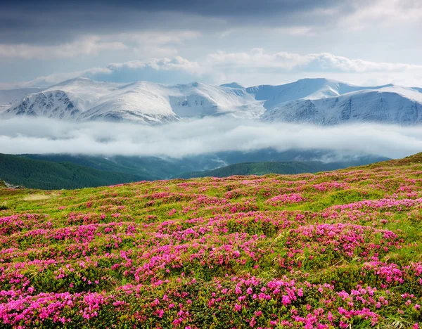Wiosnę krajobraz z pochmurnego nieba i kwiat — Zdjęcie stockowe