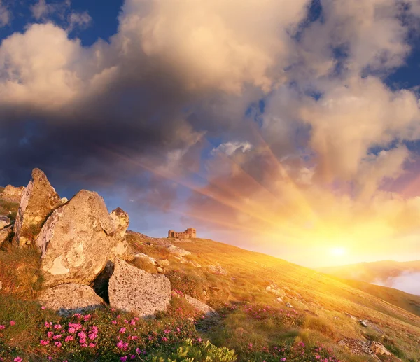 Ανοιξιάτικο τοπίο με την συννεφιασμένο ουρανό και το λουλούδι — Φωτογραφία Αρχείου