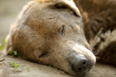 kahverengi köpek sokakta terk edilmiş.