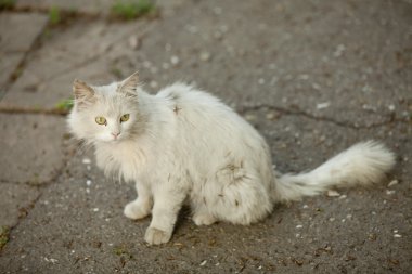 oudoor beyaz sokak kedi.