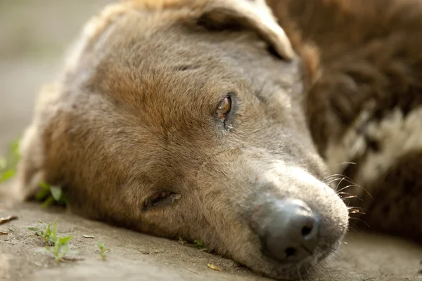 stock image Abandoned brown dog on the street