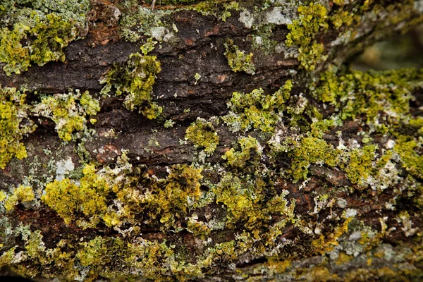 Vista ravvicinata alla corteccia dell'albero — Foto Stock