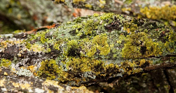 Detailní pohled na kůru — Stock fotografie