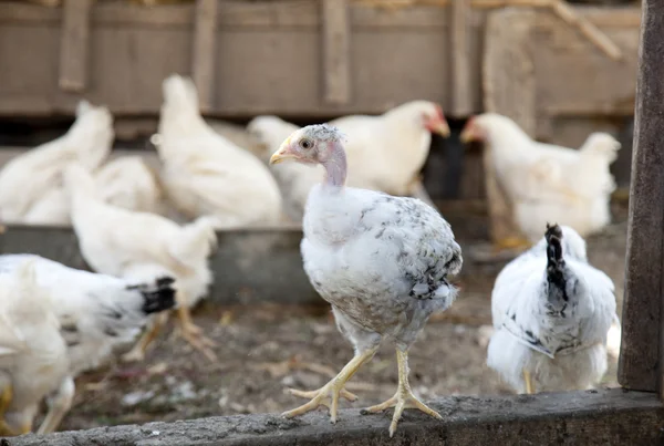 stock image Bold chicken at the village farm.